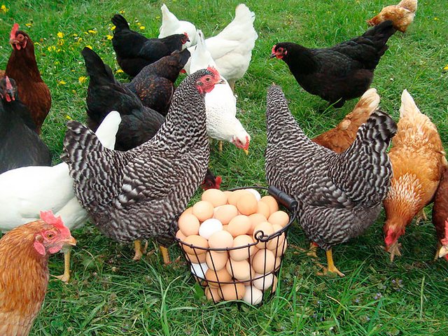 Содержание кур и уход за ними | ЗооТом - продажа, вязка и услуги для животных в Липках