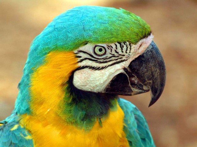 Все о попугаях в Липках | ЗооТом портал о животных