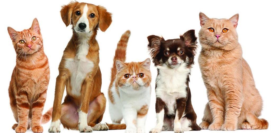 Доска объявлений о животных | ЗооТом - продажа, вязка и услуги для животных в Липках