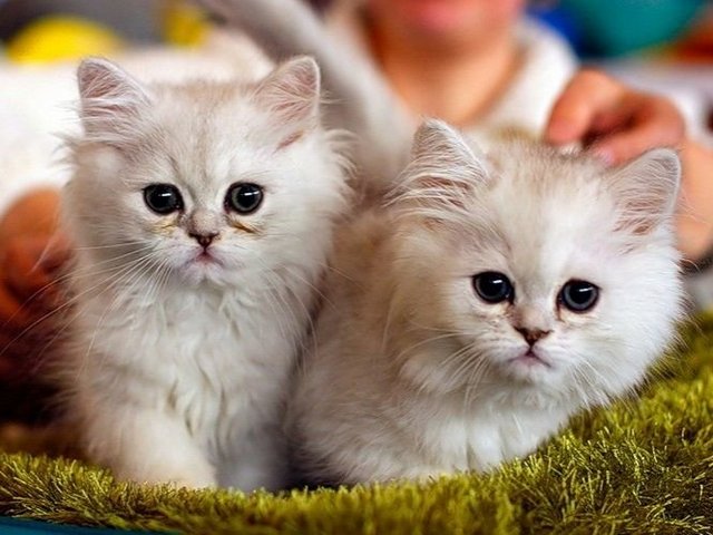 Породы кошек в Липках | ЗооТом портал о животных