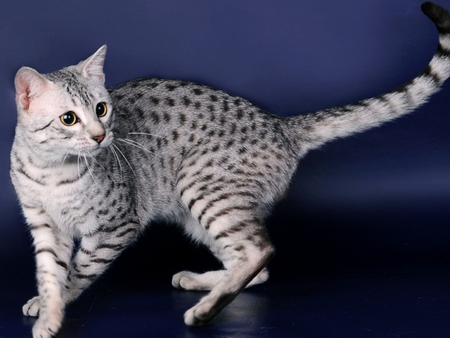 Породы кошек в Липках | ЗооТом портал о животных