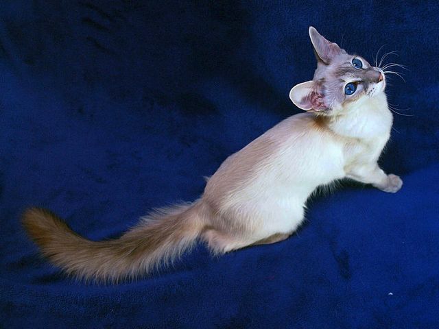 Выведенные породы кошек в Липках | ЗооТом портал о животных