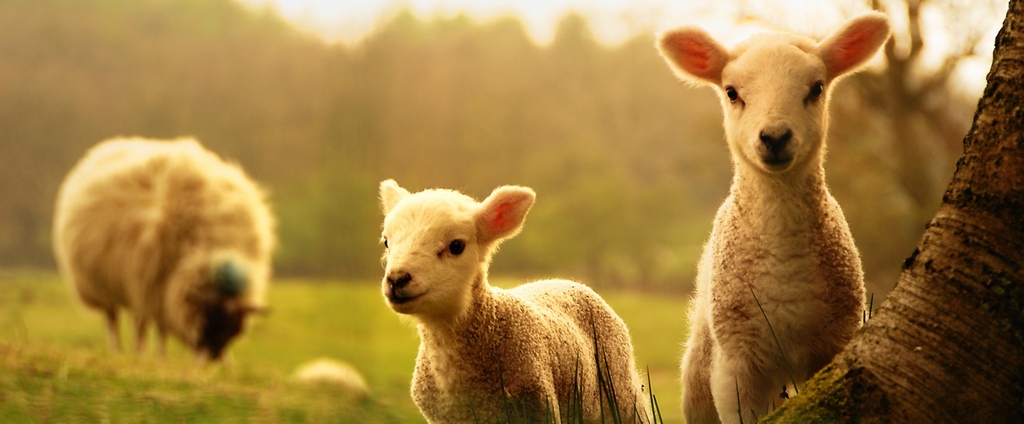 Объявления о сельскохозяйственных животных | ЗооТом - продажа, вязка и услуги для животных в Липках