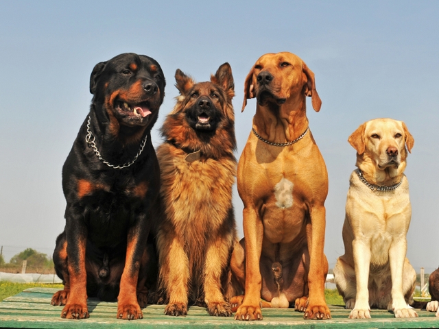 Крупные породы собак в Липках | ЗооТом портал о животных