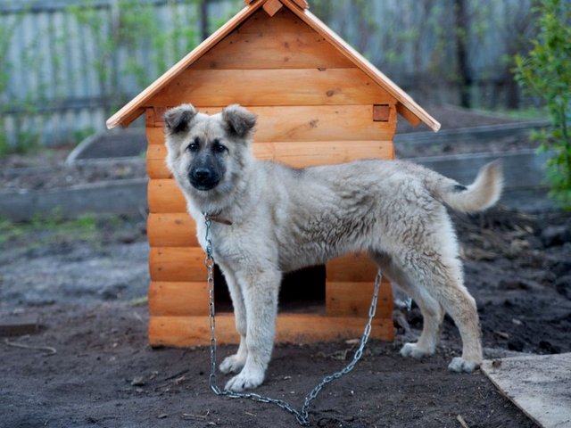 Все о собаках в Липках
